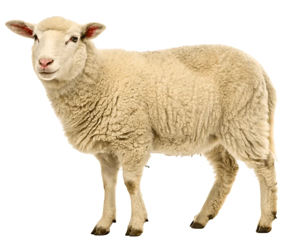 Sheep — خروف